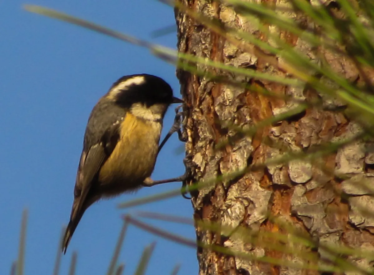 Best Time for Carvoeiro Cliff Walks: A Hiking Guide