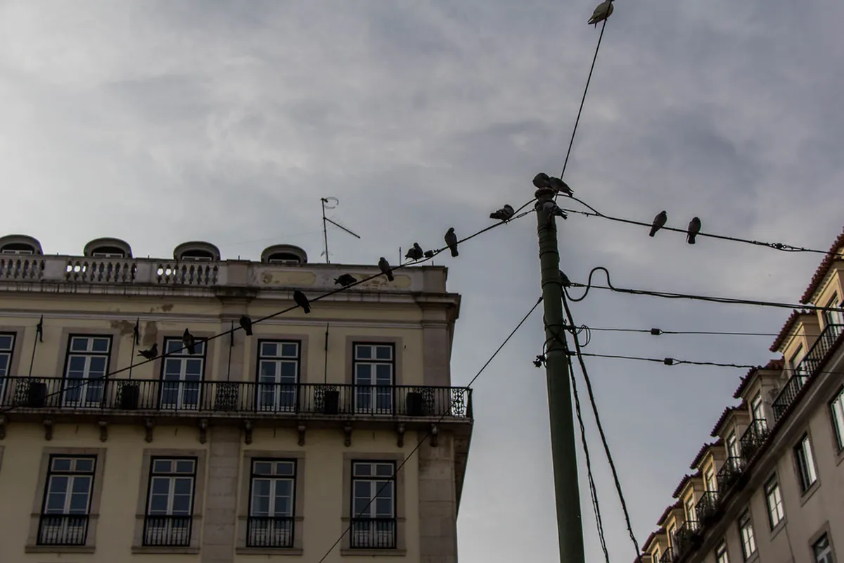 Best Time for Lisbon Walking Tours | Seasonal Tips