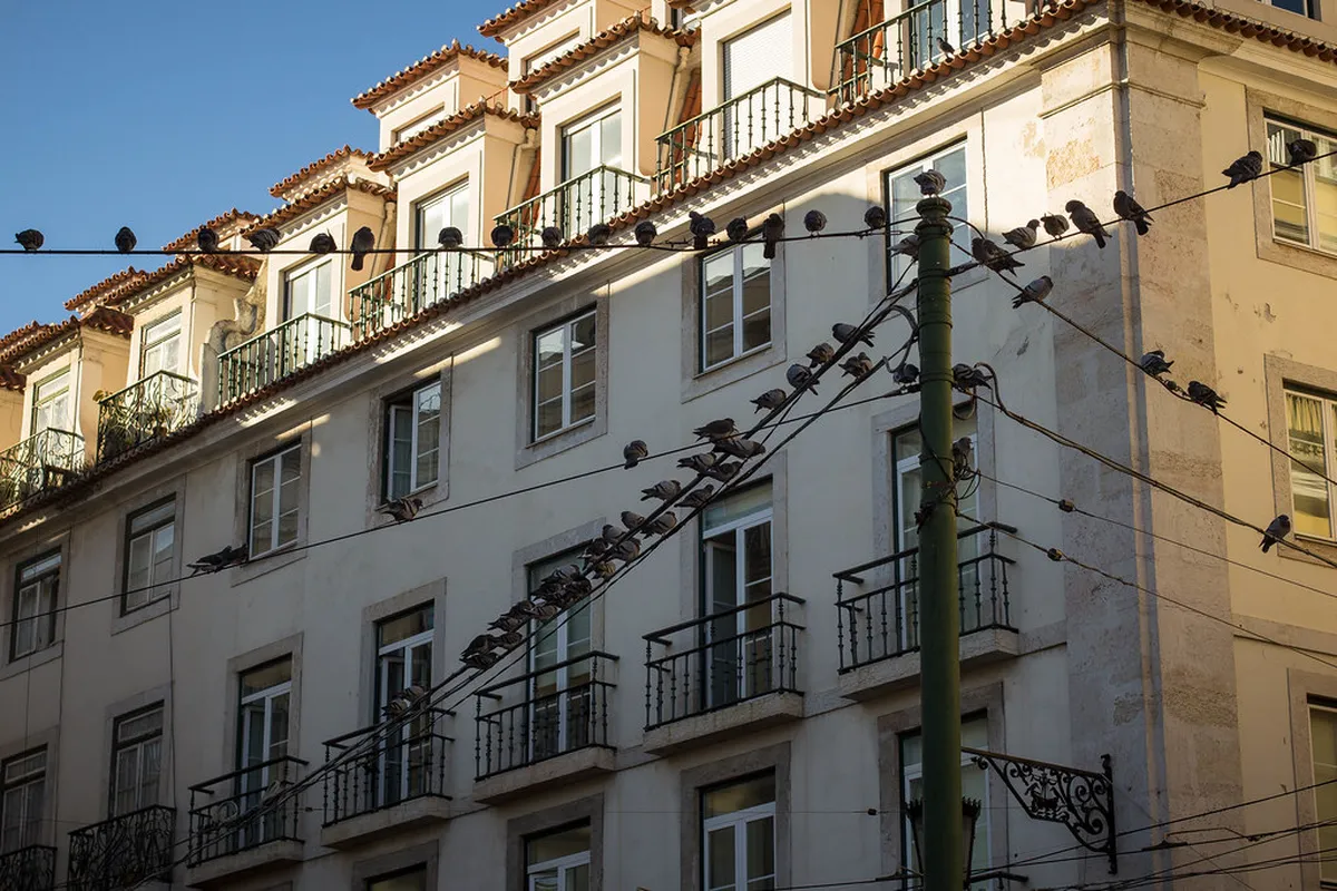 Lisbon Free Walking Tour Reviews: 2026 Budget Guide
