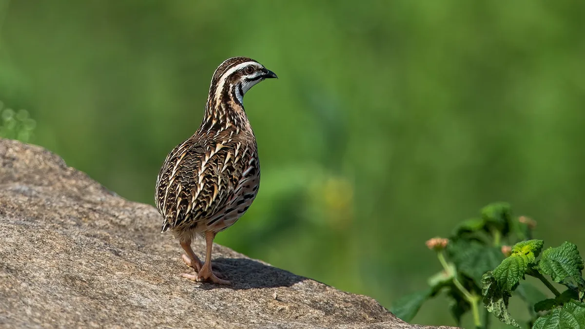 Where to Meet Your Óbidos Guide: A Full Location Guide