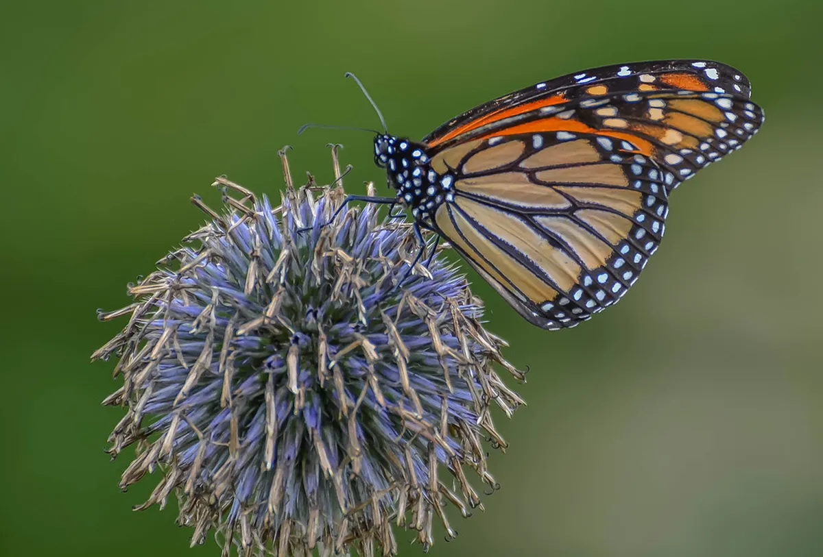 How Much to Tip Sintra Tour Guides: A 2026 Budget Guide
