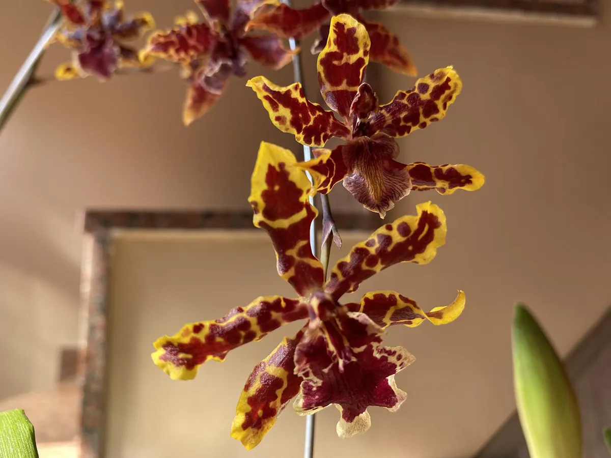 Tipping Guide for Viana Free Tours: 2026 Budget Tips